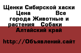 Щенки Сибирской хаски › Цена ­ 18 000 - Все города Животные и растения » Собаки   . Алтайский край